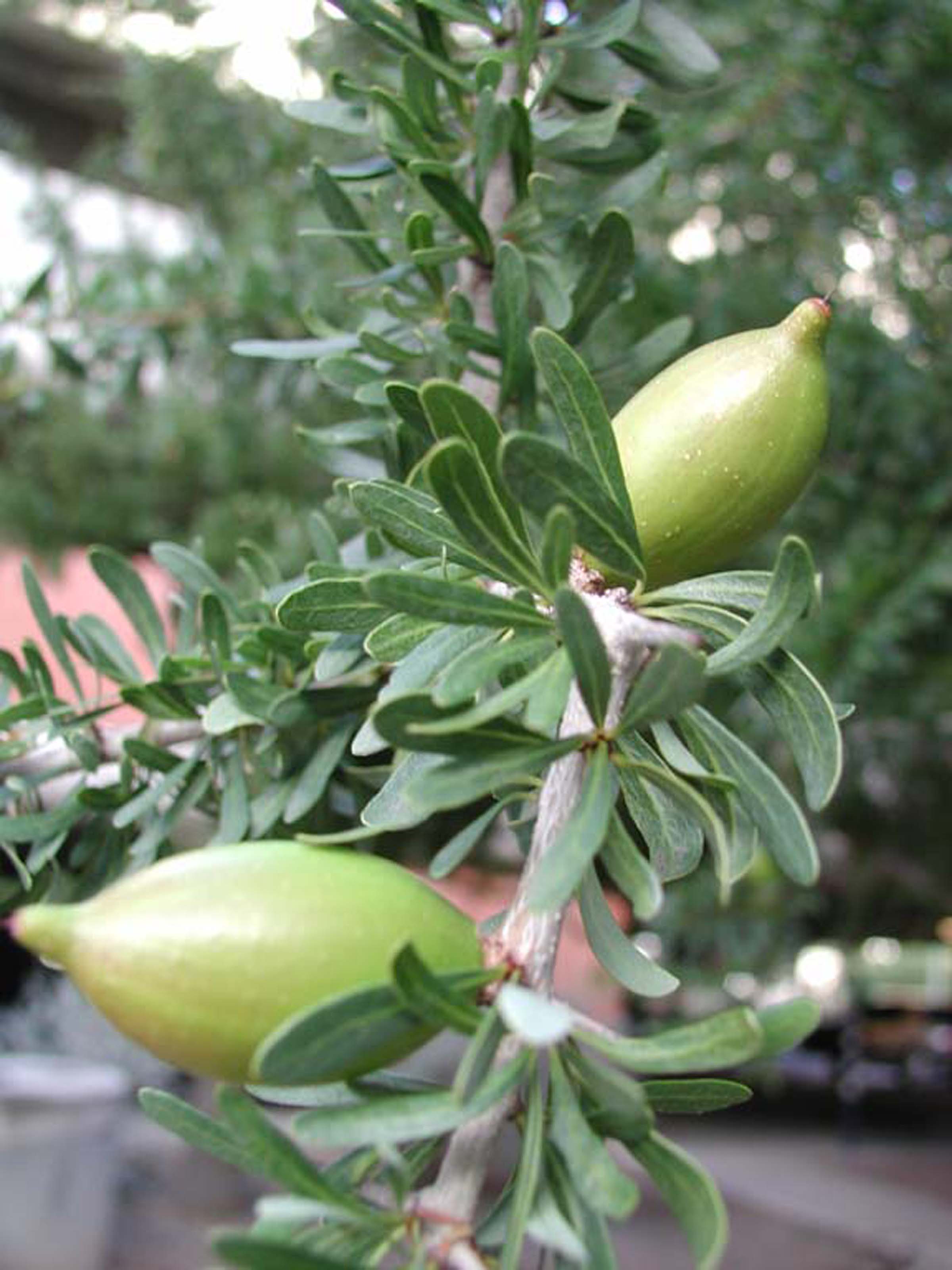 Argan